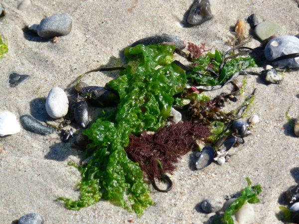 Erfrischende Meeresbrise Algen-Behandlung